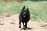 SCHIPPERKE 641